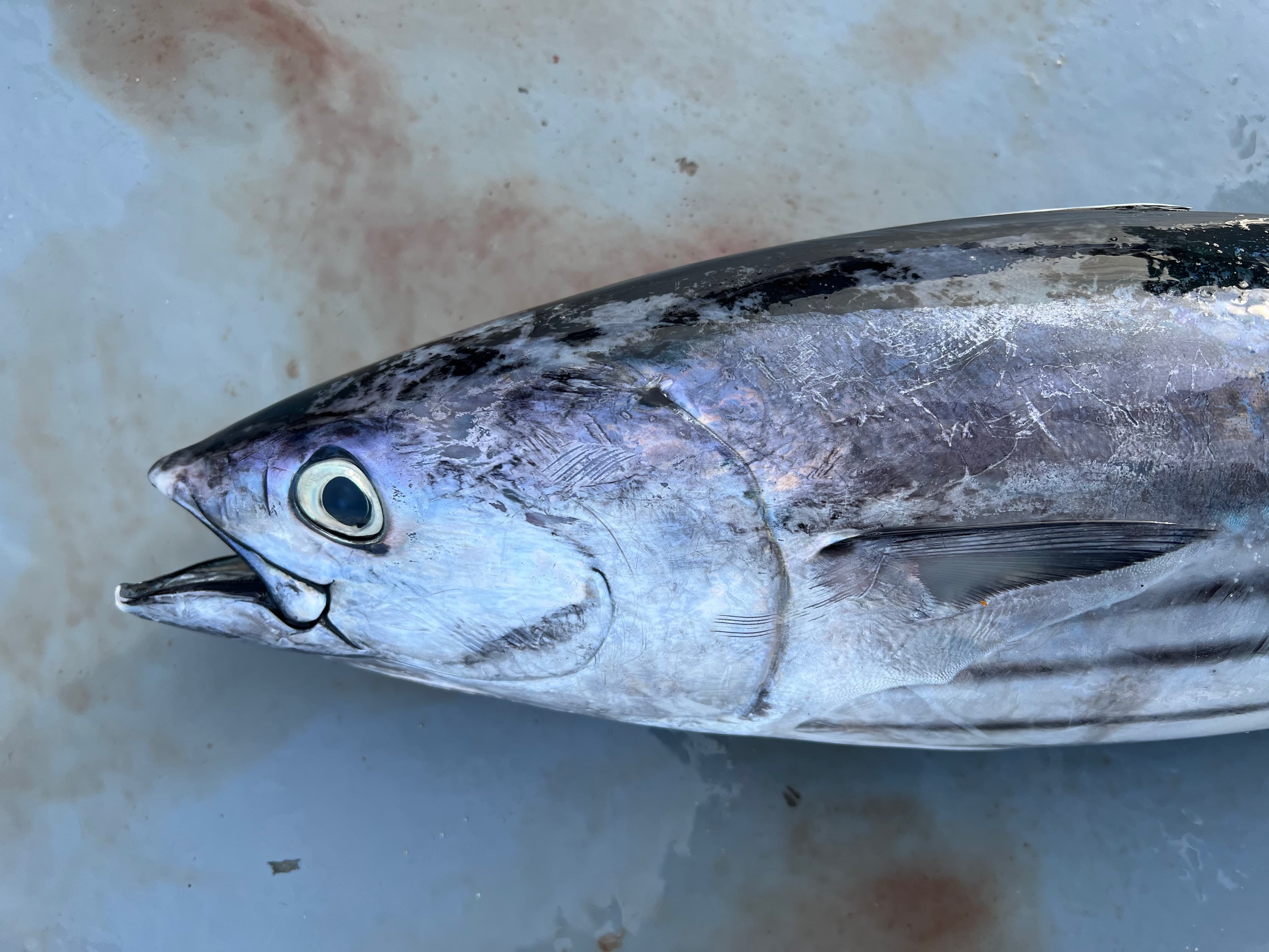 Skipjack Tuna