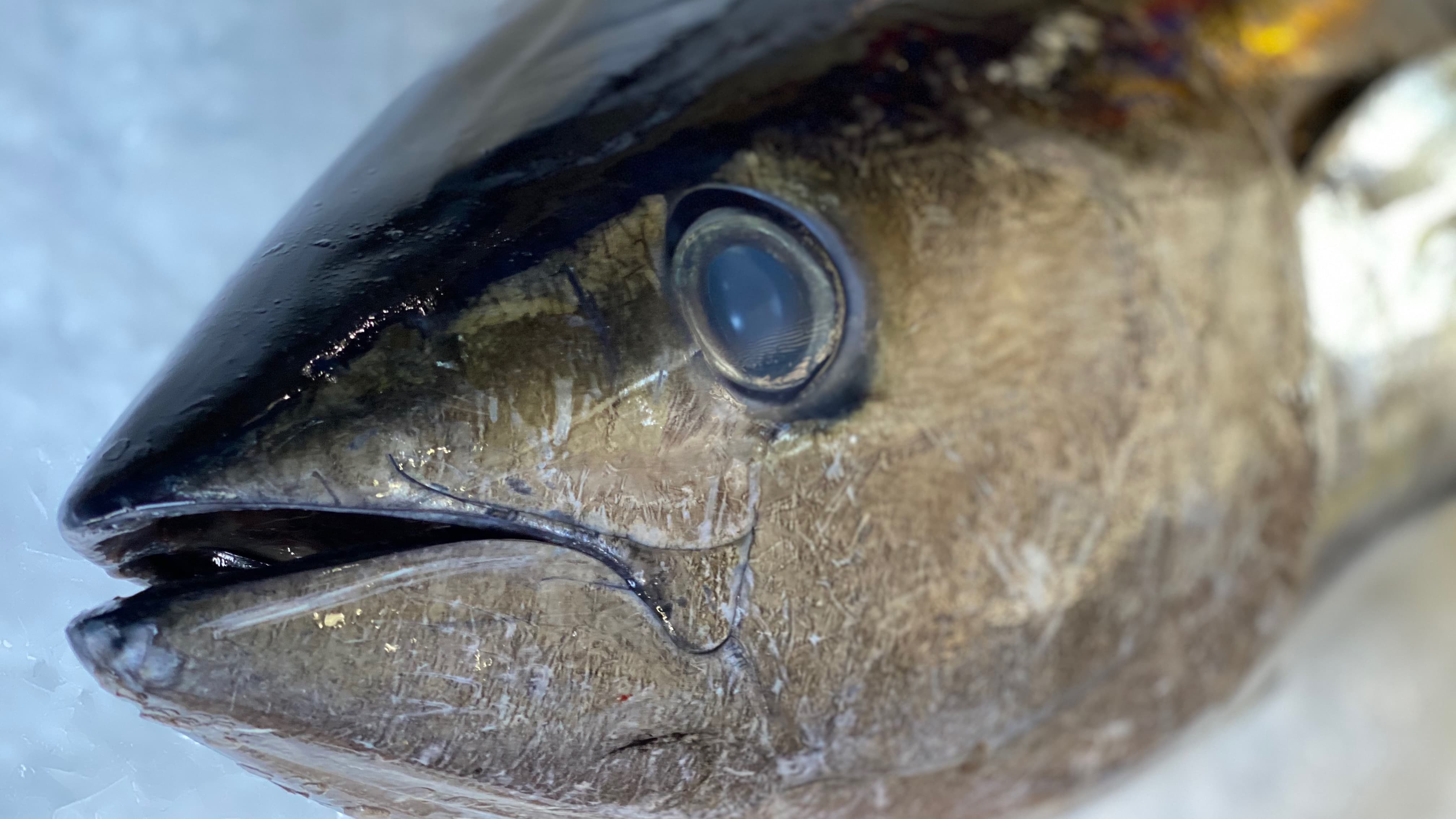 Yellowfin Tuna Processing