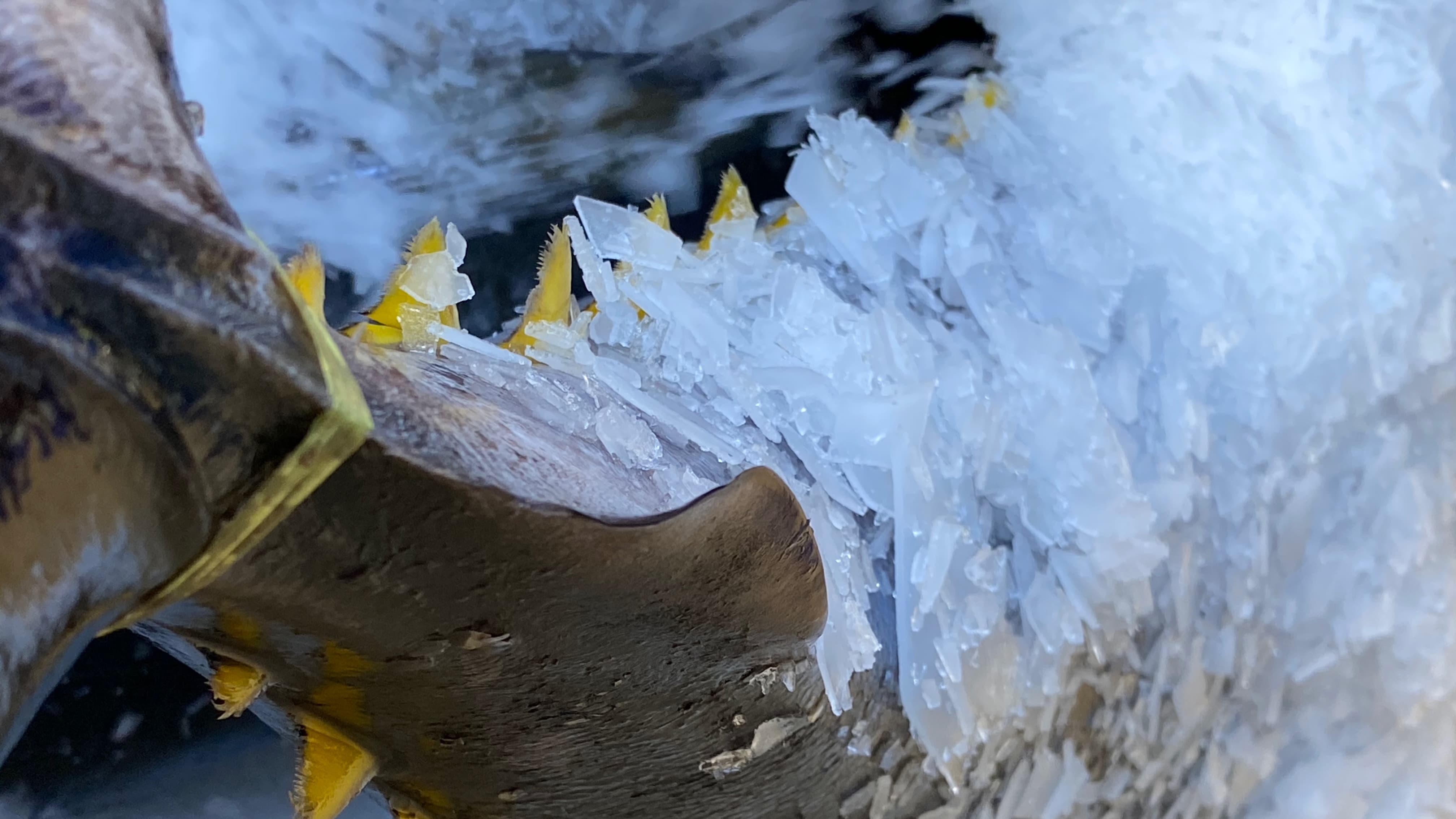 Yellowfin Tuna Quality